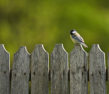 Great tit, Parus major, perched on a wooden branch by the forest, with copyspace on blurred background