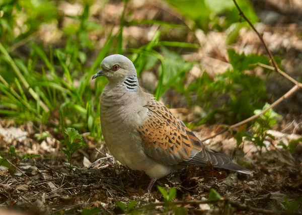 European Turtle Dove Forest Looking — Stock Photo, Image