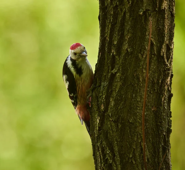 中间斑纹啄木鸟 Dendrocopos Medius 栖息在树皮上 — 图库照片