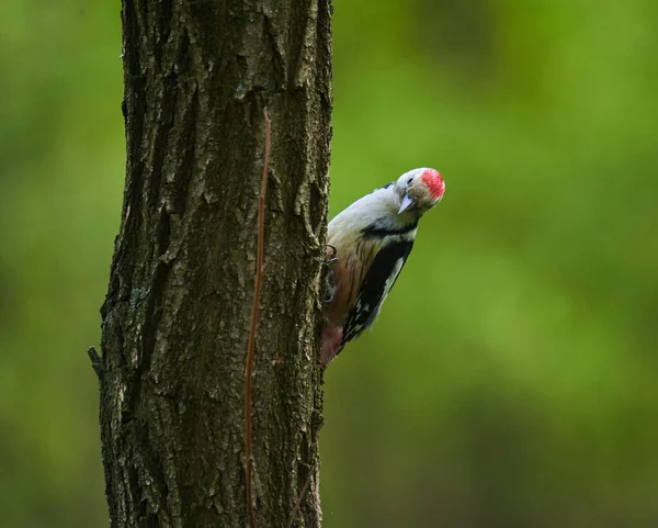 Middle Spotted Woodpecker Dendrocopos Medius Perched Tree Bark — Stock Photo, Image