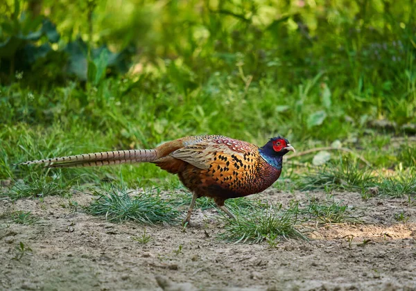 Colorful Male Pheasant Phasianus Colchicus Forest Floor — Stock Photo, Image