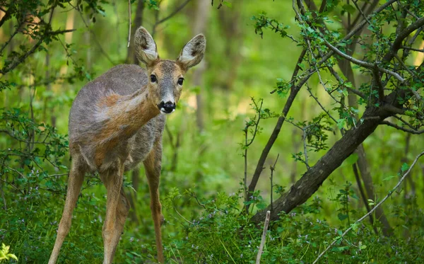 Cervos Ovinos Fêmeas Floresta Olhando Muito Alerta — Fotografia de Stock