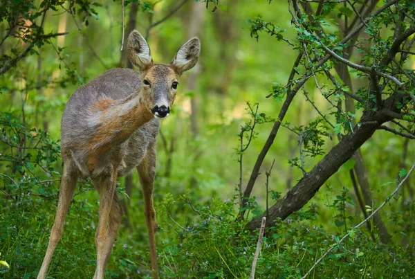 Cervos Ovinos Fêmeas Floresta Olhando Muito Alerta — Fotografia de Stock