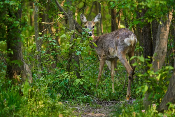 Chevreuil Femelle Dans Forêt Très Alerte — Photo