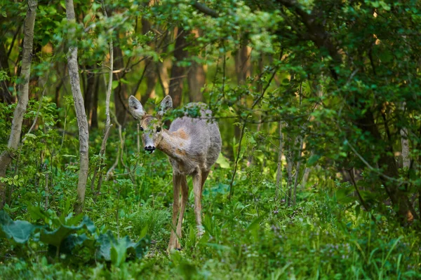 Chevreuil Femelle Dans Forêt Très Alerte — Photo