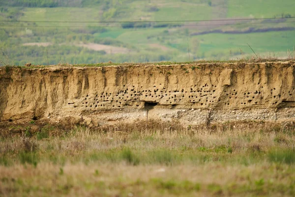 Nesting Holes Colony Sand Martins Cliff — Stock Photo, Image