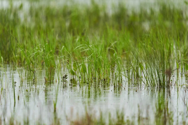 雨天在沼泽地里把草和水滴包起来 — 图库照片