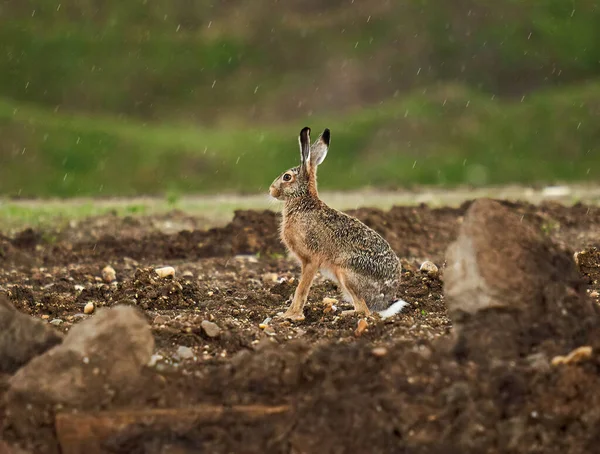 成年野兔在日落后的大雨中站在草地边 — 图库照片