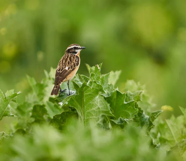 Whinchat Saxicola Rubetra Perched Forest — Stock Photo, Image