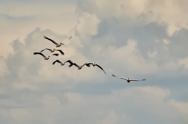 Grupo Grandes Pelicanos Brancos Voando Uma Formação Contra Céu Com — Fotografia de Stock