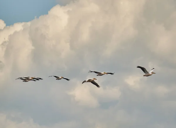 一群巨大的白色鹈鹕排成一个编队 在天空中飞舞 云彩飘扬 — 图库照片