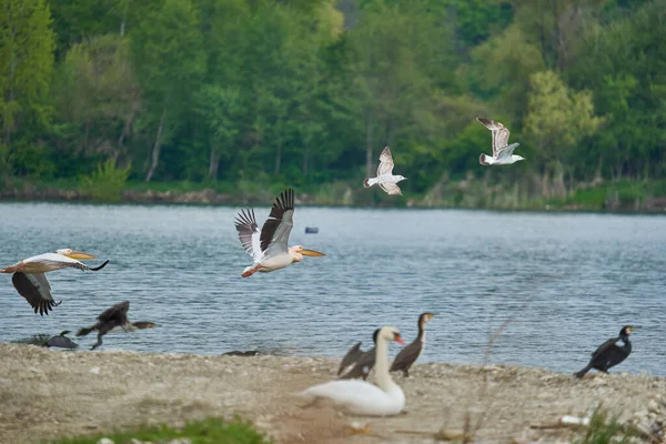 Various Water Birds Shore River Some Them Taking — Stock Photo, Image
