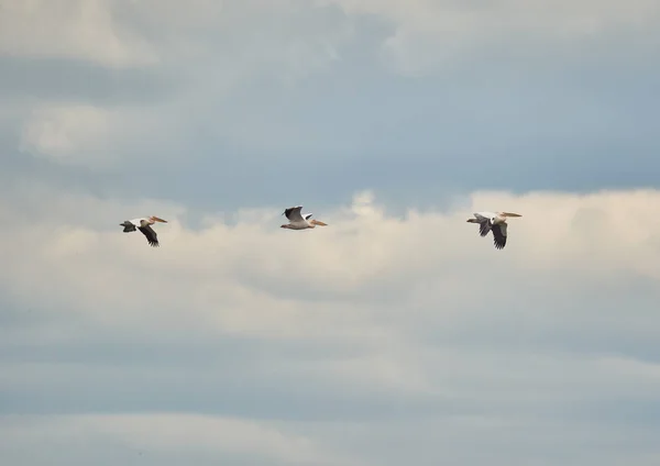 Група Великих Білих Пеліканів Летять Формі Небі Пухнастими Хмарами — стокове фото