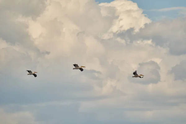 一群巨大的白色鹈鹕排成一个编队 在天空中飞舞 云彩飘扬 — 图库照片
