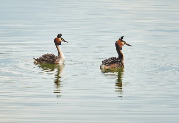Great Crested Grebes Podiceps Cristatus Pair Courtship Dance — Stock Photo, Image