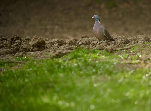 森の地面の食べ物のための木鳩の採餌 — ストック写真
