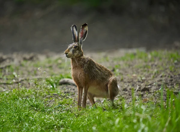 野生成年野兔在森林里吃草 — 图库照片
