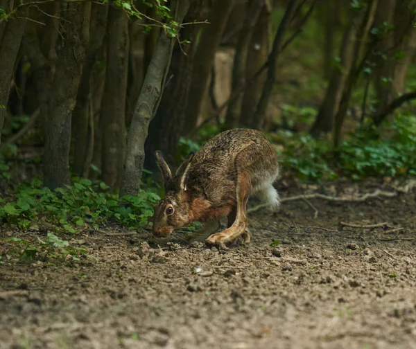 Vild Vuxen Hare Skogen Utfodring Gräset — Stockfoto