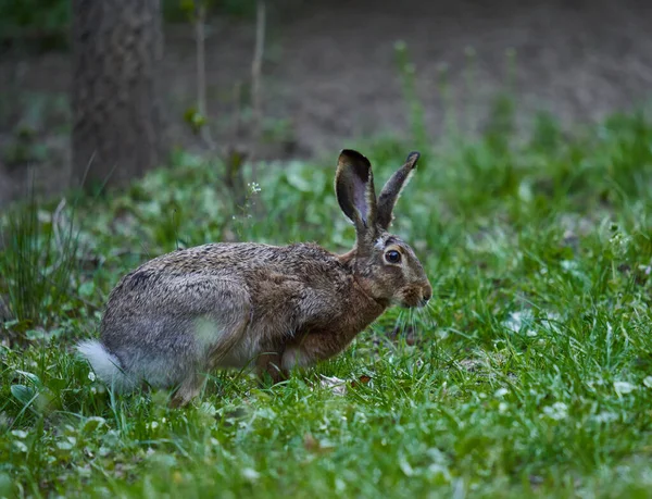 野生成年野兔在森林里吃草 — 图库照片