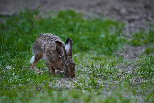 Wild Adult Hare Forest Feeding Grass — Stock Photo, Image