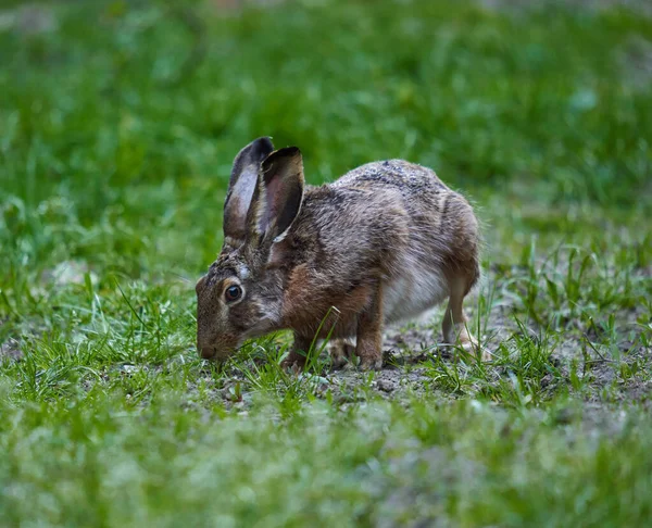 Vild Vuxen Hare Skogen Utfodring Gräset — Stockfoto
