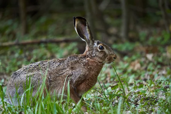 Wild Adult Hare Forest Feeding Grass — Stock Photo, Image