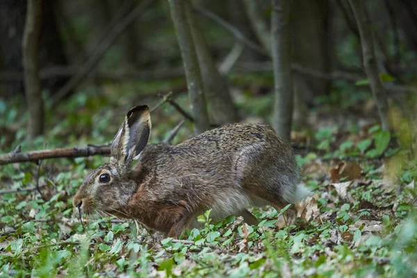 Ormanda Yabani Bir Tavşan Çimenlerde Besleniyor — Stok fotoğraf