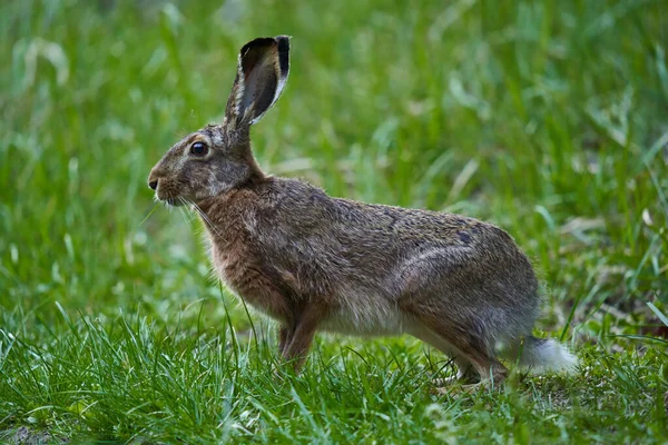 森の中の野生の大人のウサギ 草の中の餌 — ストック写真