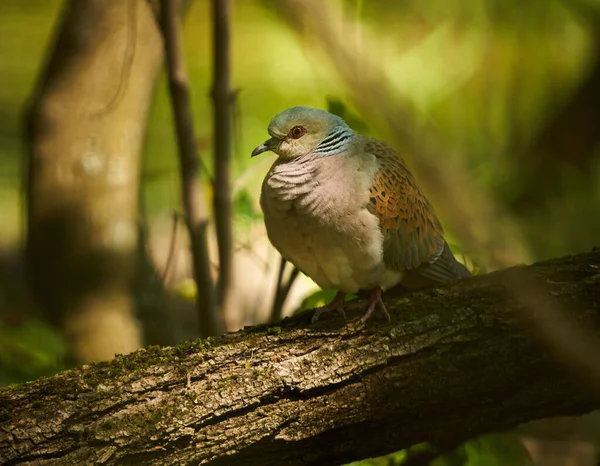 European Turtle Dove Forest Perched Branch — Stock Photo, Image