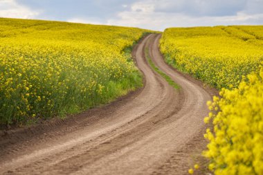 Çiçekli kanola tarlasında boş toprak yol, manzara.