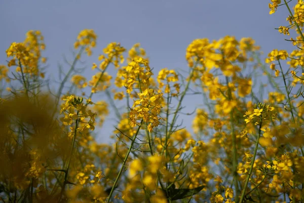 Closeup Vibrant Canola Flowers Field — Stock Photo, Image