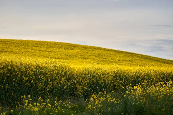 Пейзаж Цветущим Полем Канолы Холме — стоковое фото