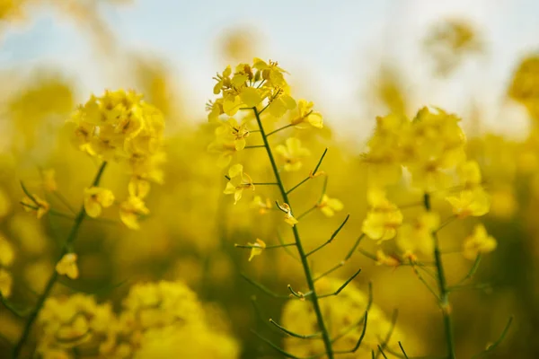 Detailní Záběr Pulzujících Květů Kanoly Poli — Stock fotografie