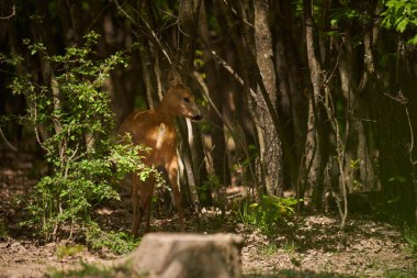 Hamilelik yumurtası geyiği, Capreolus Capreolus, ormanın kenarında.