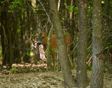 Roebuck, Capreolus Capreolus, yazlık kürklü meşe ormanında