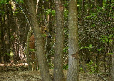 Roebuck, Capreolus Capreolus, yazlık kürklü meşe ormanında