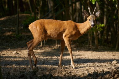 Roebuck, Capreolus Capreolus, yazlık kürklü meşe ormanında