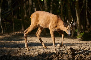 Roebuck, Capreolus Capreolus, yazlık kürklü meşe ormanında