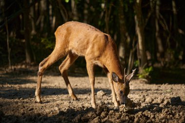 Roebuck, Capreolus Capreolus, yazlık kürklü meşe ormanında