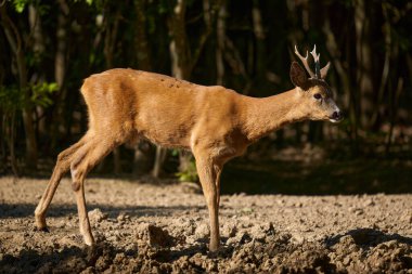 Roebuck, Capreolus Capreolus, yazlık kürklü meşe ormanında