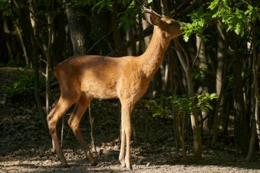 Roebuck, capreolus capreolus, meşe ormanında yaprak yiyor.