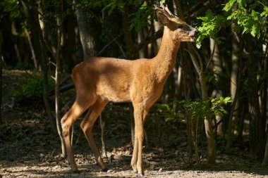 Roebuck, capreolus capreolus, meşe ormanında yaprak yiyor.