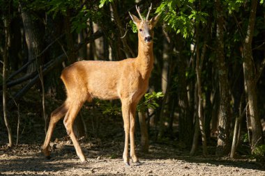 Roebuck, Capreolus Capreolus, yazlık kürklü meşe ormanında