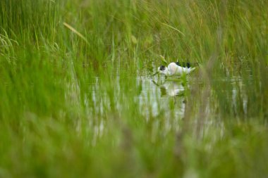 Kara kanatlı stilt, Himantopus himantopus, su basmış bir bataklıkta küçük su canlılarıyla beslenen bir kuş.