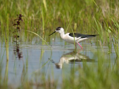 Kara kanatlı stilt, Himantopus himantopus, su basmış bir bataklıkta küçük su canlılarıyla beslenen bir kuş.