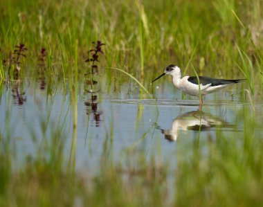 Kara kanatlı stilt, Himantopus himantopus, su basmış bir bataklıkta küçük su canlılarıyla beslenen bir kuş.