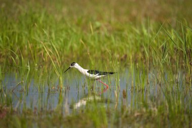 Kara kanatlı stilt, Himantopus himantopus, su basmış bir bataklıkta küçük su canlılarıyla beslenen bir kuş.