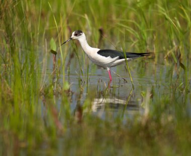 Kara kanatlı stilt, Himantopus himantopus, su basmış bir bataklıkta küçük su canlılarıyla beslenen bir kuş.