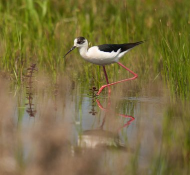 Kara kanatlı stilt, Himantopus himantopus, su basmış bir bataklıkta küçük su canlılarıyla beslenen bir kuş.