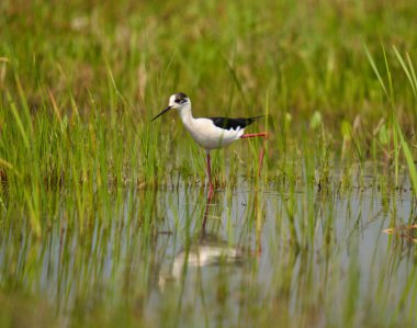 Kara kanatlı stilt, Himantopus himantopus, su basmış bir bataklıkta küçük su canlılarıyla beslenen bir kuş.